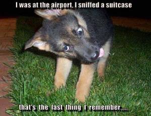 sniffed a suitcase