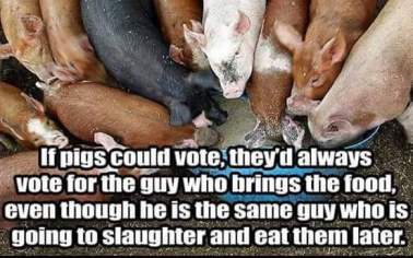 Democrats are like pigs