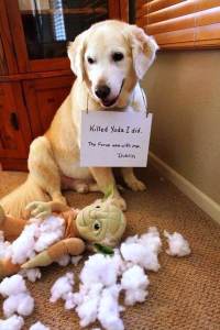 killed Yoda