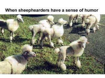 sheep humor