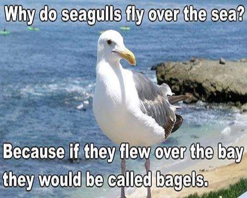 Seagulls.jpg